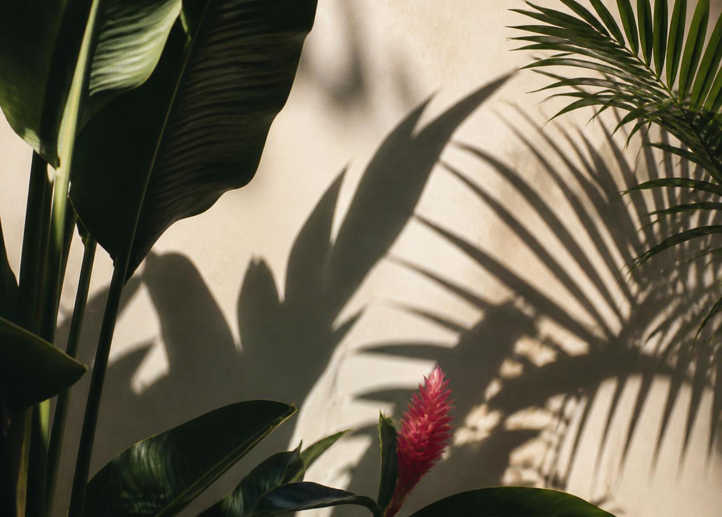 Queen City Plants & Co. plant styling