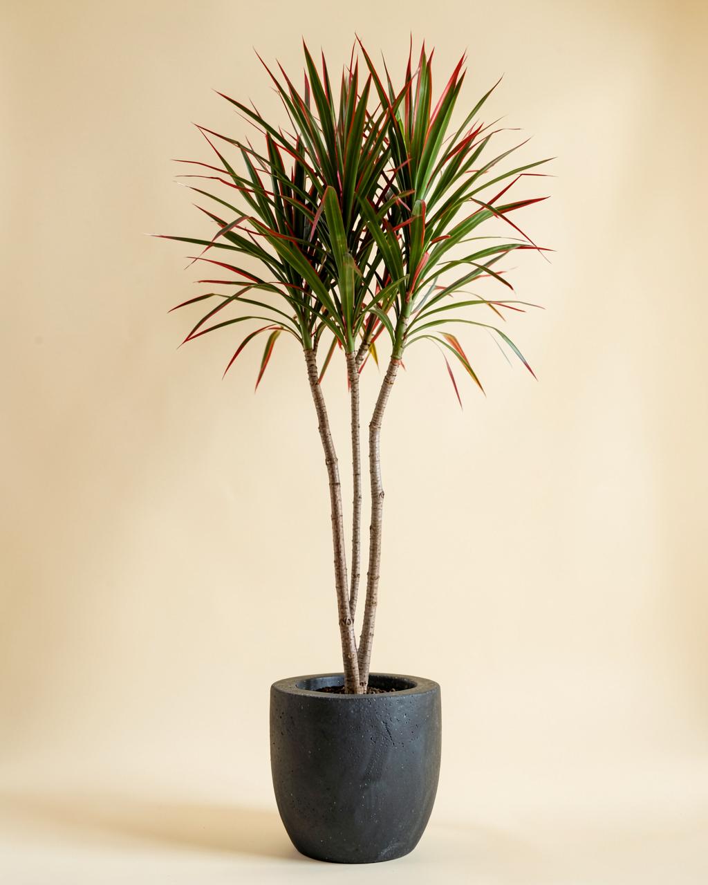 Dracaena