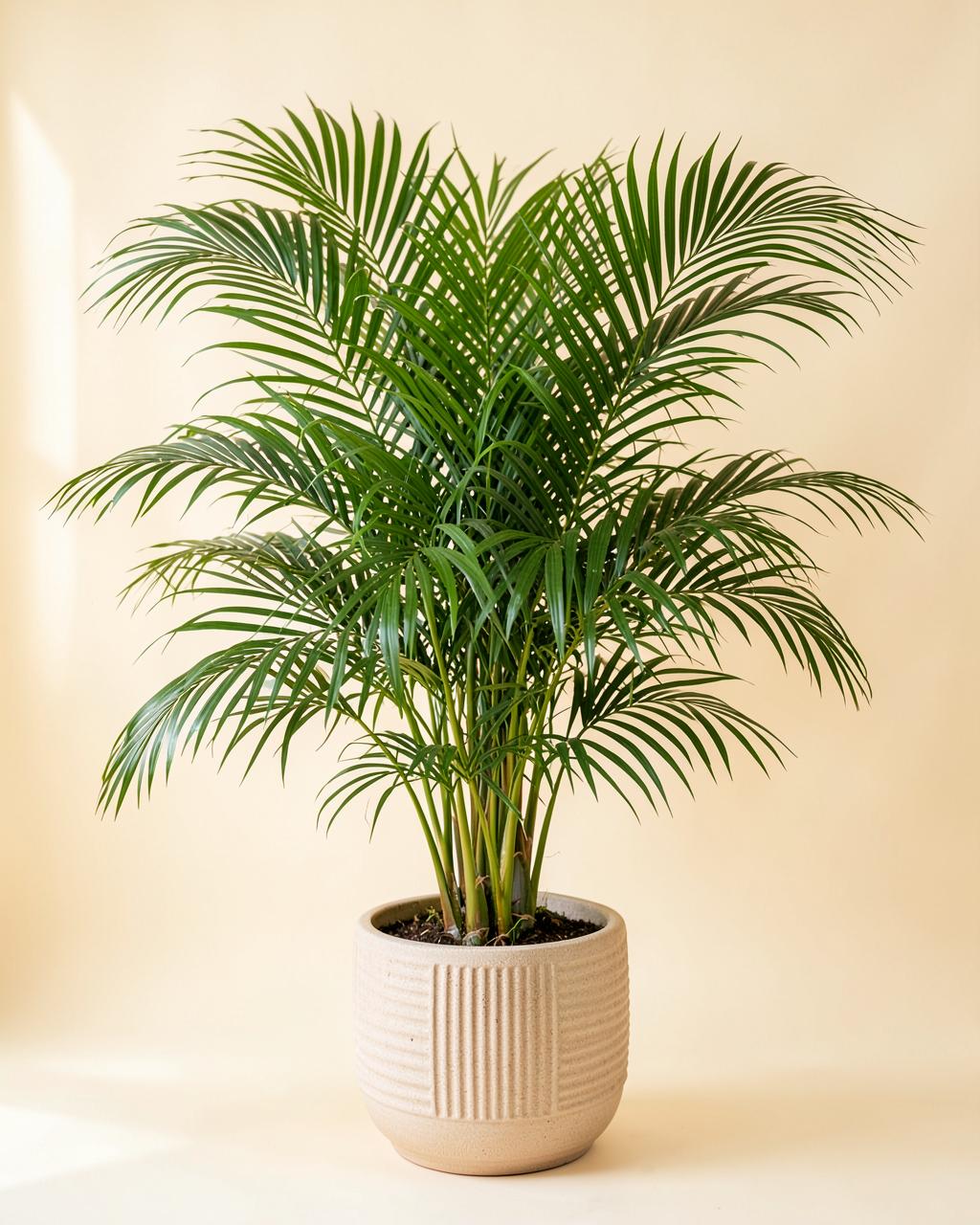 Parlor Palm