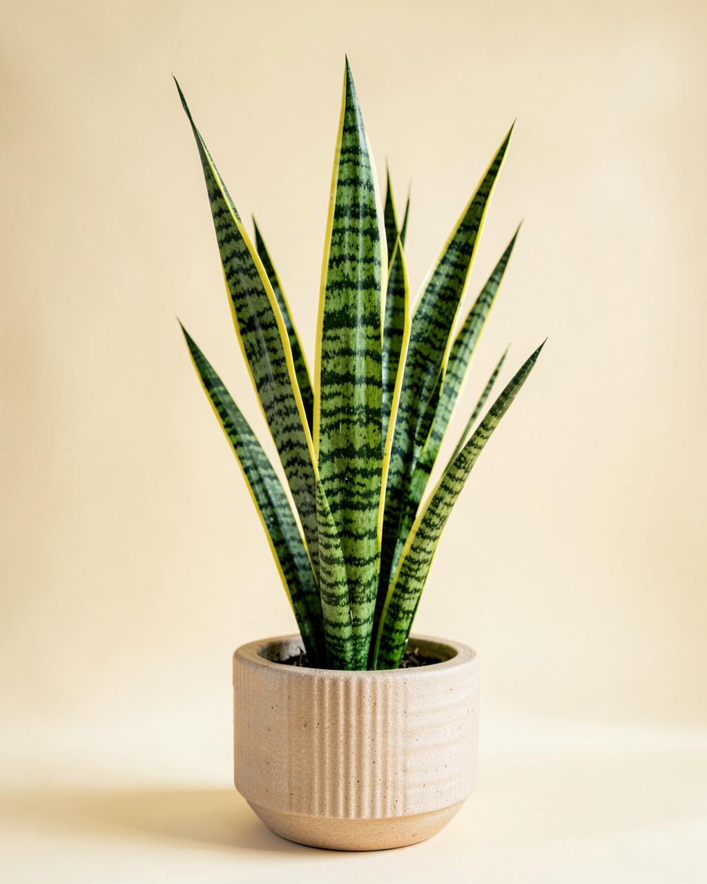 Snake Plant